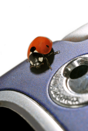 Telephone Bug.jpg