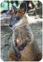 swamp-wallaby