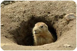 groundhog.jpg